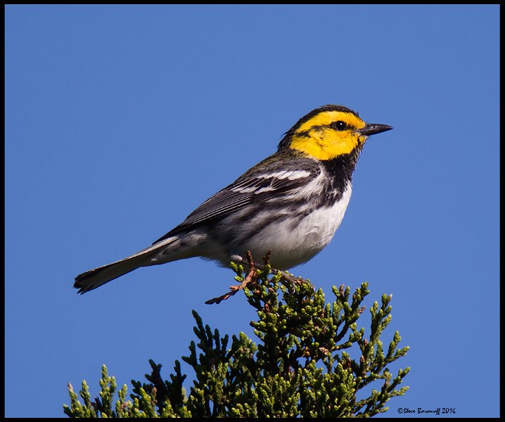 _6SB9781 golden-cheeked warbler.jpg